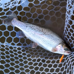 ニジマスの釣果