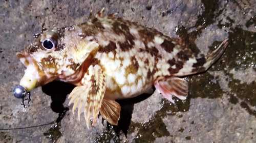 カサゴの釣果