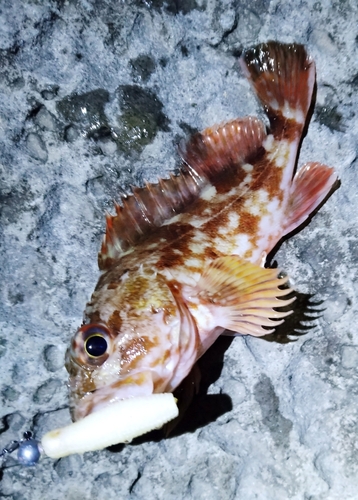 カサゴの釣果