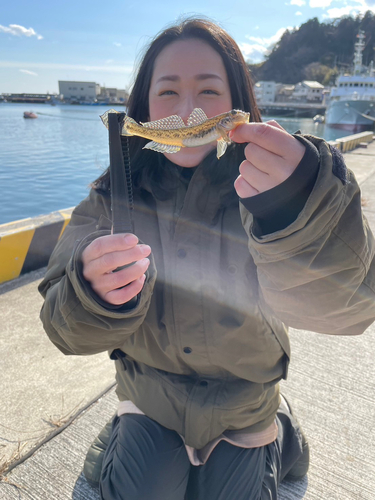 マハゼの釣果