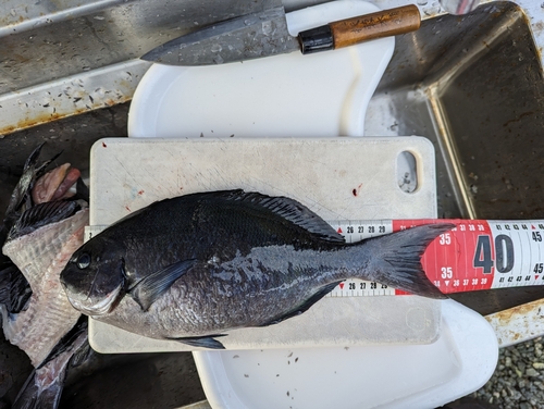 オナガグレの釣果