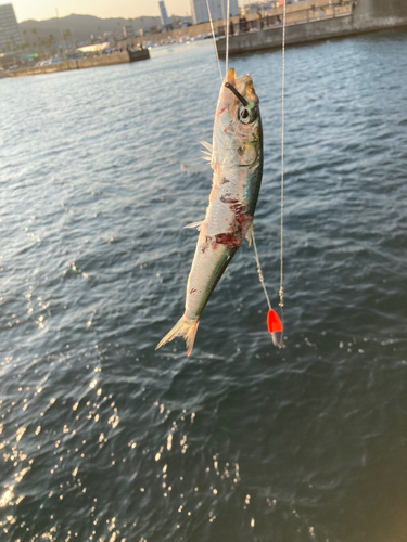 マイワシの釣果