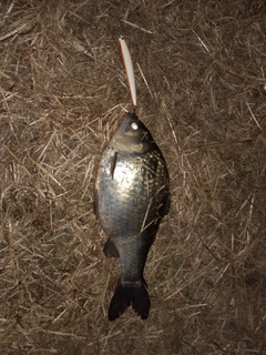 ヘラブナの釣果