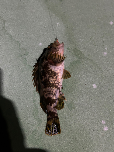 タケノコメバルの釣果