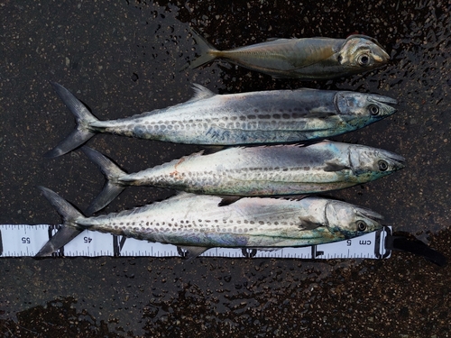 サゴシの釣果