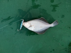 カレイの釣果