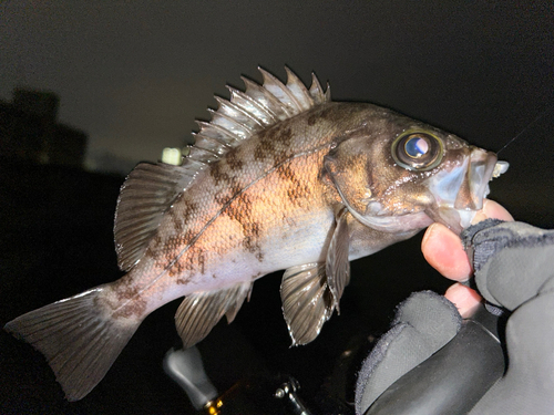 メバルの釣果