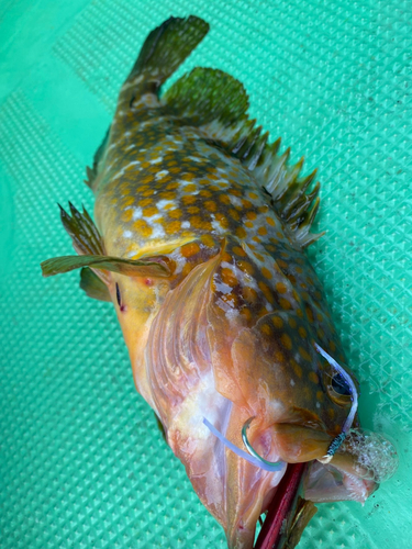 アコウの釣果