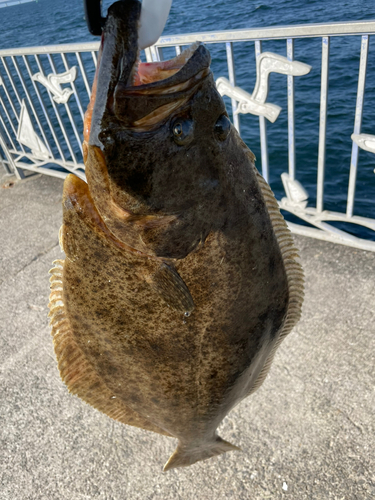 ヒラメの釣果