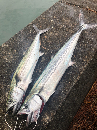 サゴシの釣果