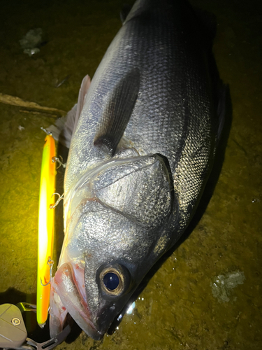 シーバスの釣果