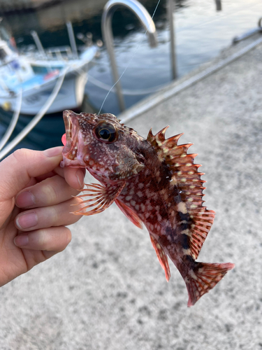 カサゴの釣果