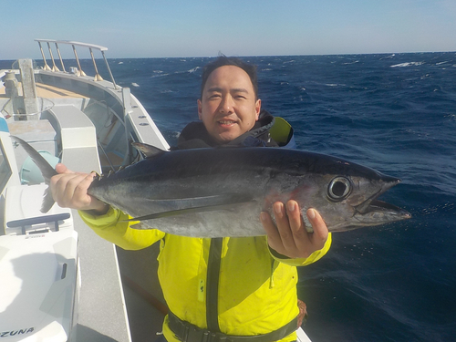 ビンチョウマグロの釣果