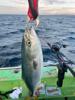 イナダの釣果