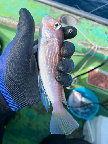 アマダイの釣果