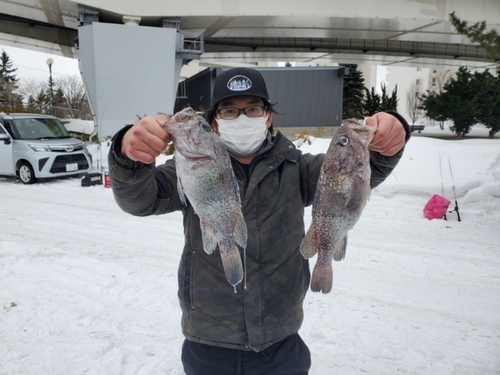 クロメバルの釣果