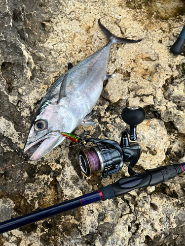 イソマグロの釣果