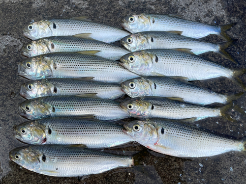 コハダの釣果