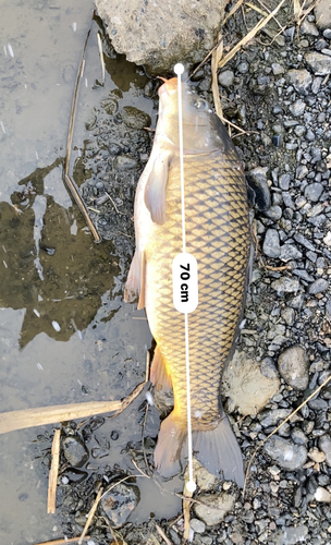 コイの釣果