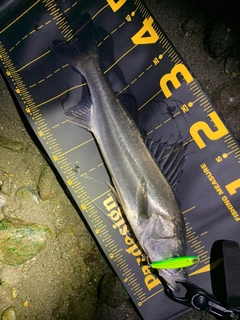 シーバスの釣果