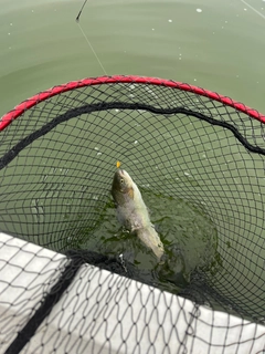 ニジマスの釣果