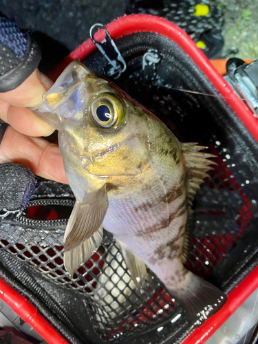 メバルの釣果