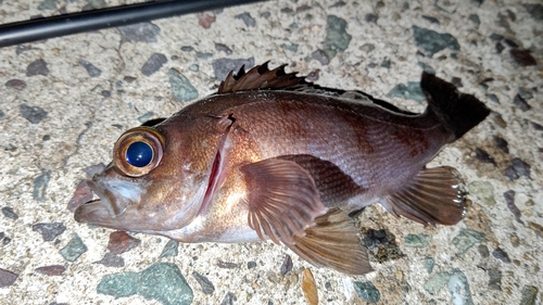 メバルの釣果