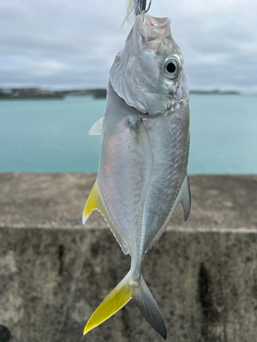 ガーラの釣果