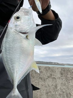 ガーラの釣果