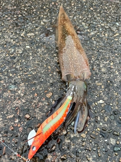 ヤリイカの釣果