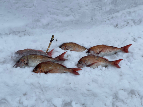 マダイの釣果