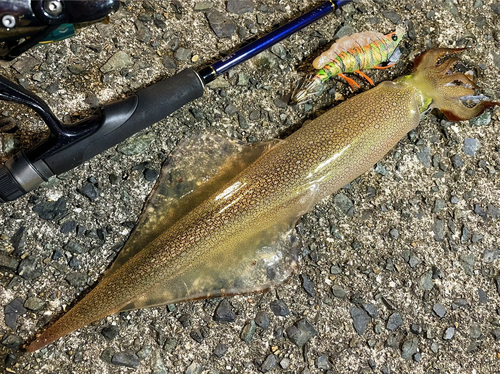 ヤリイカの釣果