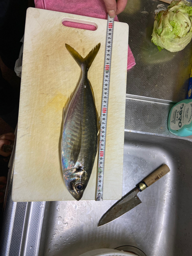 アジの釣果