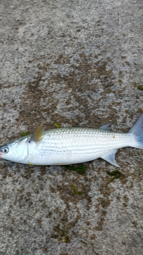 釣果