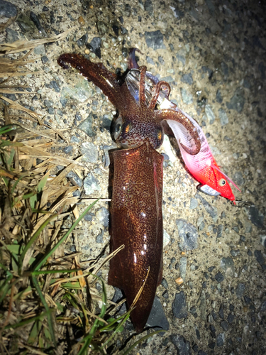 ヒイカの釣果