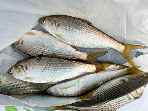 コノシロの釣果