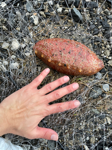 ナマコの釣果