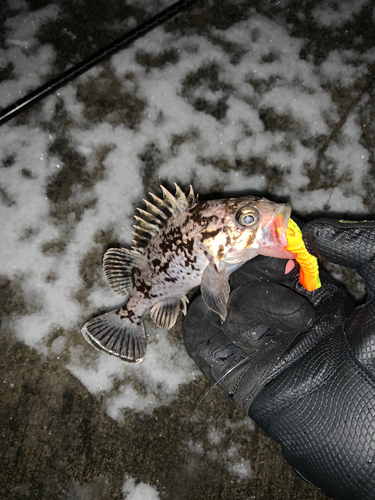 クロソイの釣果