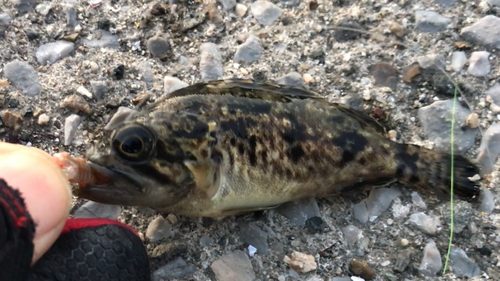 クロソイの釣果