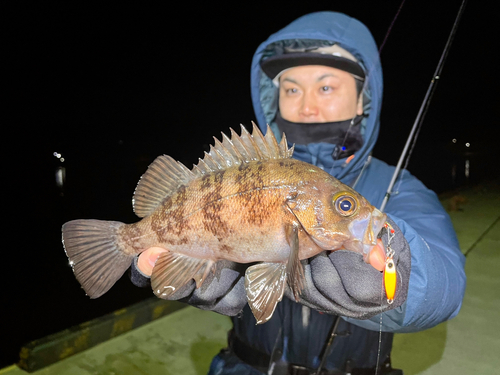 シロメバルの釣果