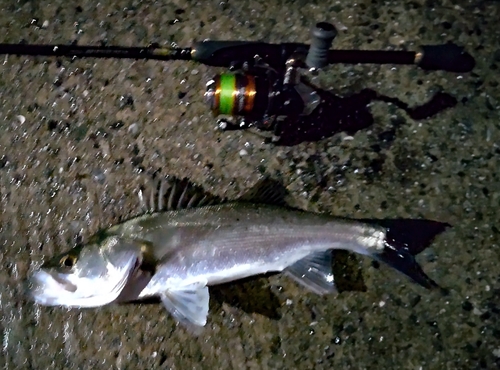 シーバスの釣果