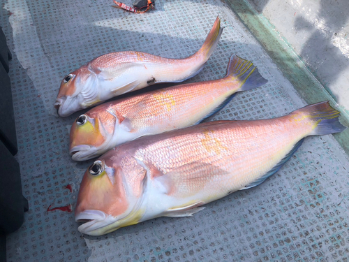 アマダイの釣果