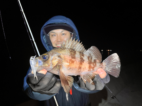 シロメバルの釣果