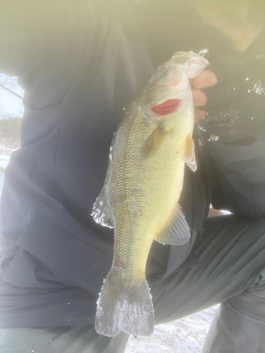 クロメバルの釣果