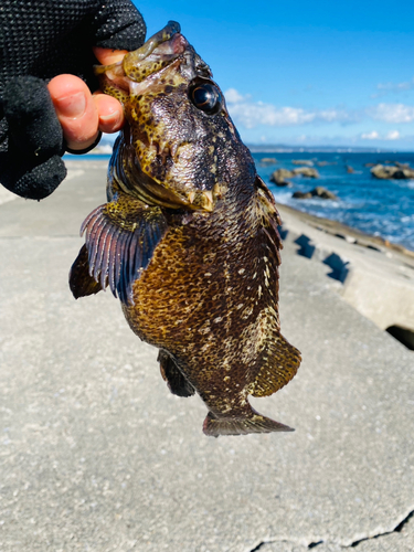 ムラソイの釣果