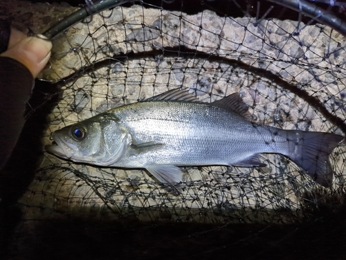 セイゴ（ヒラスズキ）の釣果