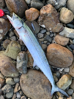 サゴシの釣果