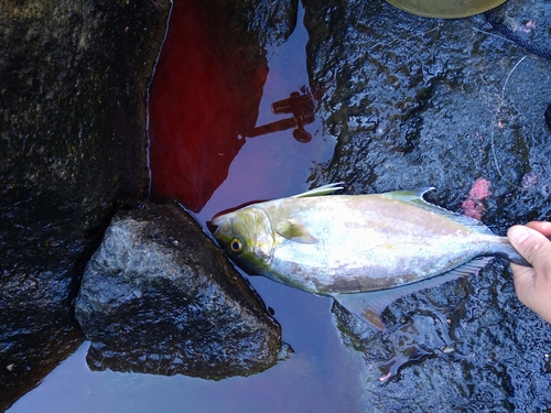 ショゴの釣果