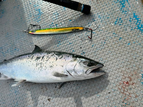 サクラマスの釣果