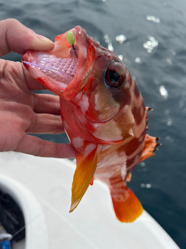 アカハタの釣果